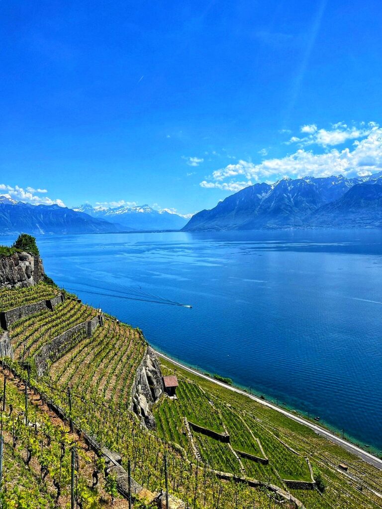 Terraced vineyards of Lavaux overlooking Lake Geneva with the Swiss Alps in the background on a clear sunny day